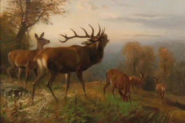 Herde von Rothirschen